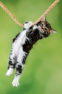 Függőség Függőség